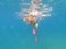 Colored ribbed jellyfish comes dangerously close to a swimmer