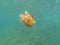 Colored ribbed jellyfish in the waters off Croatia during a jellyfish plague caused by high water temperatures due to climate