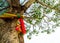 The colored ribbons at the holy bodhi tree