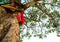 The colored ribbons at the holy bodhi tree