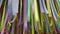 Colored ribbons. Multi-colored ribbons. Hanging colorful ribbons