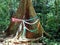 Colored ribbons are tied around the buttressed trunk of a tall jungle tree