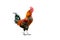 Colored rooster orange, green, Insulated