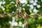 Colored ropes tied in a knot on a natural green blurred background.