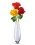 Colored Roses in a glass vase, isolated.