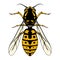 Colored sketch of a wasp with a top view on a white background. Flying insect. Vector object