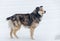 Colored stray dog in the snow, close up