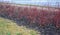 Colored streaks of red and yellow shrubs in a flowerbed mulch bark. above it grow flowering ornamental cherries. Very spring color