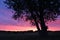 Colored sunset background and a lovely tree in the front