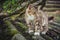 Colored tabby cat walks on an old roof covered with green moss