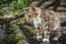 Colored Tabby cat walks, sticking out his tongue, on an old roof covered with green moss