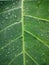 the colored taro leaves are filled with morning dew in the morning