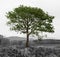 Colored tree on grey land isolated on white space, Czech landscape