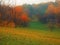 Colored trees in on mountain zone in a november foggy day