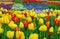 Colored tulips and pansies. Spring background