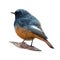 The colored vector illustration of black redstart bird in white background , Phoenicurus ochruros