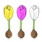 Colored Vector illustration of a group of complete crocus flowers with onions and roots isolated on a white background