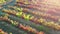 Colored vines in a vineyard in autumn. Aerial view.