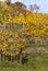 Colored vineyards leaves in autumn