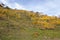 Colored vineyards leaves in autumn