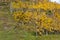 Colored vineyards leaves in autumn