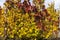 Colored vineyards leaves in autumn