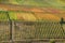 Colored vineyards on the Moselle