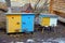 Colored wooden hives in the yard with snow