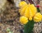 Colored yellow cactus gymnocalycium mihanovichi. Selective focus