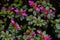 Coloreful Pink flower close up micro photography view. Many pink flowers.