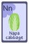 Colorful abc education flash card, Letter N - napa cabbage, asian vegetable.