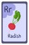 Colorful abc education flash card, Letter R - radish, red root with green leaf.