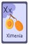 Colorful abc education flash card, Letter X - ximenia, orange fruit. Alphabet vector illustration with food, fruits and