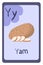Colorful abc education flash card, Letter Y - yam, root vegetable.
