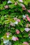 Colorful Actinidia kolomikta flowering plant, commonly known as