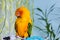 Colorful adorable sun conure parrot sitting