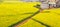 Colorful aerial view of a dirt path through mustard fields are in bloom