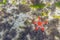 Colorful African Red-Knobbed Sea Star at low Tide