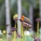 Colorful african sparrow sits on a lotus in a tropical park on the island of Mauritius