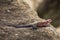 Colorful agama reptile during safari in National Park of Serengeti, Tanzania. Wild nature of Africa