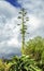 Colorful Agave plant and flowers reaching up tall into the sky of native plants in Sicily