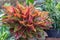 Colorful of Aglaonema plants in the garden. Variegated plants for beauty decoration and agriculture design