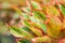 Colorful Aglaonema Siam Red in a tropical nursery