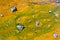 Colorful Algae at Lake Bogoria, Kenya