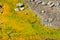 Colorful Algae at Lake Bogoria, Kenya