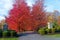 Colorful alley of red autumn trees. Landscaping in front of the entrance to the courtyard of the house