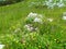 Colorful alpine rock wildgarden with yellow, white and pink flowers