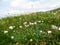 Colorful alpine wild garden with white silvery yarrow (Achillea clavennae)