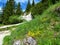 Colorful alpine wild garden with yellow and blue flowers