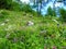 Colorful alpine wildgarden with purple, blue, pink, white and yellow flowers